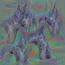 n02097047 miniature schnauzer